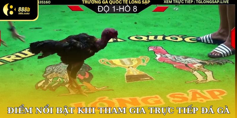 Điểm nổi bật khi tham gia trực tiếp đá gà